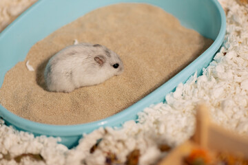Hamster standing on bathing sand in bathtub