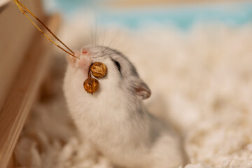 Hamster holding front legs flax plant and chewing stem of flax in cage