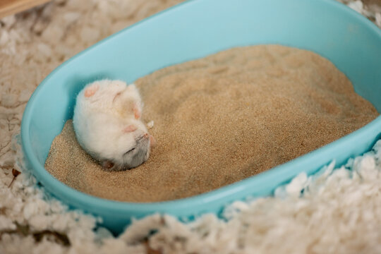 Hamster lying on back on sand in bathtub and cleaning fur