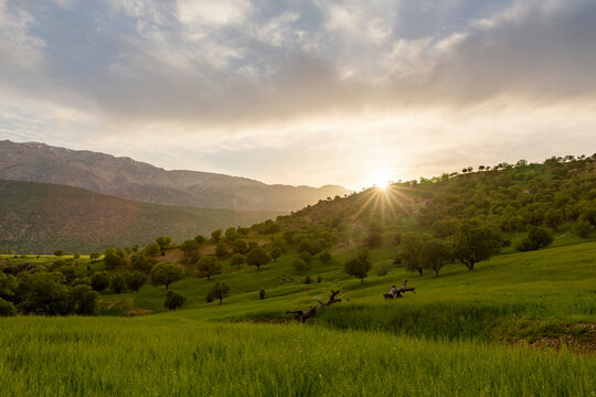 Oak Forest of Chamangoli, Chaharmahal and Bakhtiari, Iran