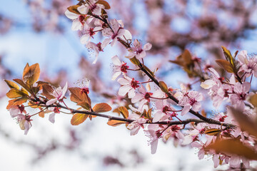 Blooming delicate pink flowers in early spring Blut-Pflaume. Prunus cerasifera 'Nigra', Familie: Rosaceae. Branches of cherry blossoms on a sunny day with blue sky on background.