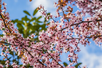 Blooming delicate pink flowers in early spring Blut-Pflaume. Prunus cerasifera 'Nigra', Familie: Rosaceae. Branches of cherry blossoms on a sunny day with blue sky on background.