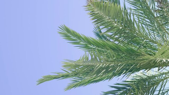  green palm trees swaying in the wind, leaves foliage over blue sky on tropical jungle island, summer vibe, traveling to warm countries. vertical footage Generative AI