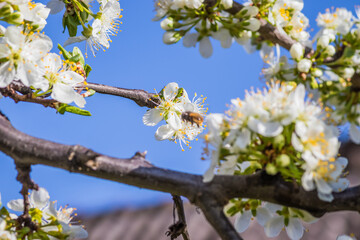Bright white cherry blossoms. Cherry blossom in spring for background or copy space for text. Spring banner, branches of cherry blossoms against the blue sky in nature outdoors.