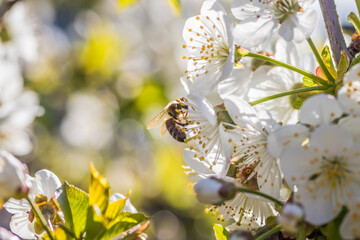 Close up of beautiful white flowers of fruit tree against blurred background on sunny spring day, selective focus. Spring background with fruits tree blooming.