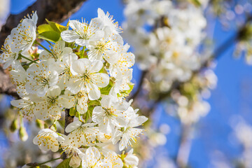 Bright white cherry blossoms. Cherry blossom in spring for background or copy space for text. Spring banner, branches of cherry blossoms against the blue sky in nature outdoors.