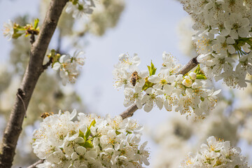 Bright white cherry blossoms with bee. Cherry blossom in spring for background or copy space for text. Spring banner, branches of cherry blossoms against the blue sky in nature outdoors.