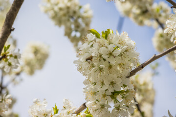 Bright white cherry blossoms with bee. Cherry blossom in spring for background or copy space for text. Spring banner, branches of cherry blossoms against the blue sky in nature outdoors.