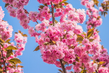 Velvet sakura flowers on a branch against a blue sky. Sakura flowers close up on a tree branch. Spring banner, branches of cherry blossoms against the blue sky in nature outdoors.