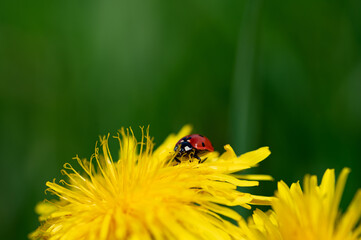 Ladybug on dandelion flower in nature