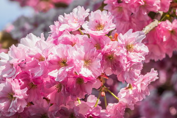 Velvet sakura flowers on a branch against. Sakura flowers close up on a tree branch. Spring banner, branches of cherry blossoms against the blue sky in nature outdoors.