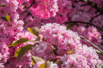 Velvet sakura flowers on a branch against a blue sky. Sakura flowers close up on a tree branch. Spring banner, branches of cherry blossoms against the blue sky in nature outdoors.