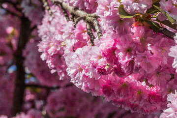 Velvet sakura flowers on a branch against. Sakura flowers close up on a tree branch. Spring banner, branches of cherry blossoms against the blue sky in nature outdoors.