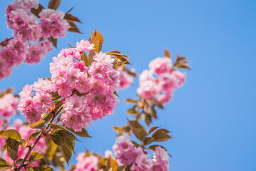 Velvet sakura flowers on a branch against a blue sky. Sakura flowers close up on a tree branch. Spring banner, branches of cherry blossoms against the blue sky in nature outdoors.
