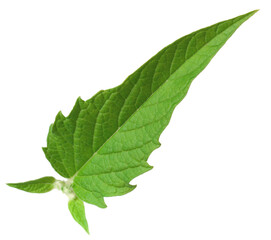 Fresh sesame leaves isolated on the white background.