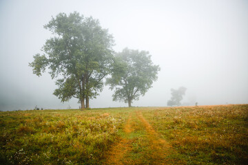 Fototapeta premium Single poplars can be seen through the dense fog on a spring meadow.