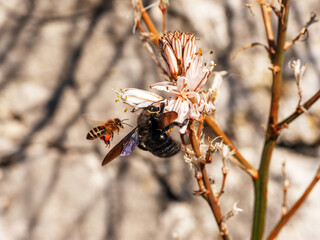 Carpenter bee and flying bee on white flower close up