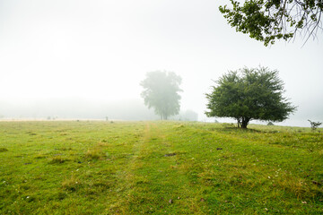 Fototapeta na wymiar Single poplars can be seen through the dense fog on a spring meadow.
