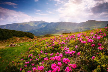 Naklejka na ściany i meble Blooming alpine meadows with magical rhododendron flowers on a sunny day. Carpathian mountains, Ukraine, Europe.