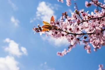 Blooming delicate pink flowers in early spring Blut-Pflaume. Prunus cerasifera 'Nigra', Familie: Rosaceae. Branches of cherry blossoms on a sunny day with blue sky on background.