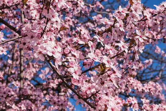 Blooming delicate pink flowers in early spring Blut-Pflaume. Prunus cerasifera 'Nigra', Familie: Rosaceae. Branches of cherry blossoms on a sunny day with blue sky on background.