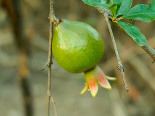 Baby Pomegranate Fruits on the tree. Green color Pomegranate fruit. Pomegranate plant