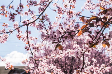 Blooming delicate pink flowers in early spring Blut-Pflaume. Prunus cerasifera 'Nigra', Familie: Rosaceae. Branches of cherry blossoms on a sunny day with blue sky on background.