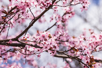 Blooming delicate pink flowers in early spring Blut-Pflaume. Prunus cerasifera 'Nigra', Familie: Rosaceae. Branches of cherry blossoms on a sunny day with blue sky on background.