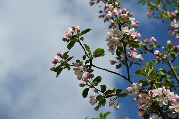 Blüten vom Holzapfel im Frühling