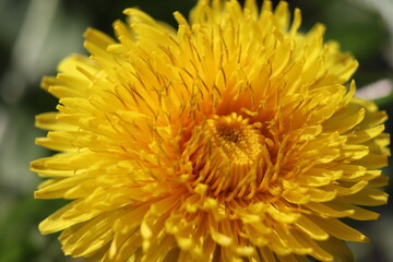 yellow dandelion flower,dandelion, flower, yellow, nature, spring, plant, summer, macro, blossom, flora, grass, beauty, flowers, petal, garden, closeup, bloom, weed, close-up, meadow, floral, petals, 