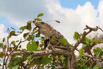 Iguana on a tree of Tulum Mexico. Bearded iguana (Lesser Antillean iguana), cloudy sky on the background. the reptile is hiding behind the leaves.