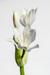Closeup view of fresh bright white flowers of proiphys amboinensis aka Cardwell lily or northern Christmas lily isolated on white background
