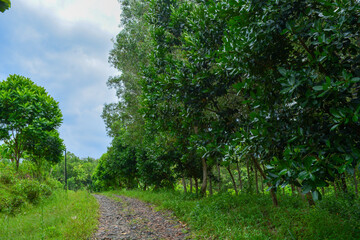 Fototapeta na wymiar View of withered trees and green meadow in the morning in Wonosobo city park, Indonesia