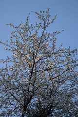 tree in the sky