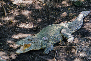 Reptil, Cocodrilo, Alligator 