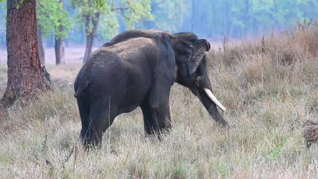 Elephant wandering in the jungle on a bright sunny day, in the majestic forest of Kanha National Park, Madahya Pradesh