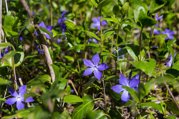 Vinca major, with the common name bigleaf periwinkle