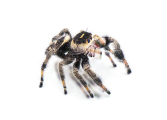 Regal jumping spider - Phidippus regius - isolated on white background close up side front face view