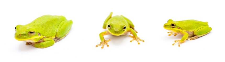 Lime Green wild Squirrel Treefrog - Hyla squirella isolated on white background three views