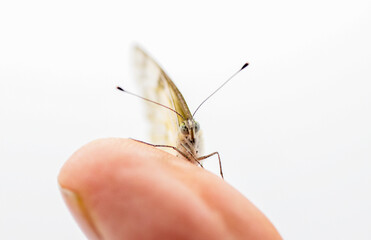 Female Checkered white butterfly - Pontia protodice - species of Pieridae Sulphur isolated on white background front face view