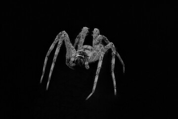 White Banded Fishing - Dolomedes albineus - front face view isolated on black background. night time black and white shot