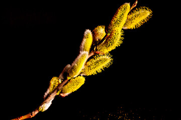 Blossoming of willow tree