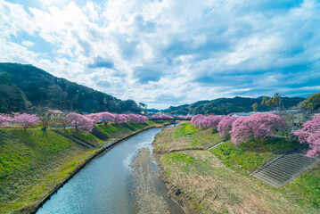 Cherry blossom view in Japan
