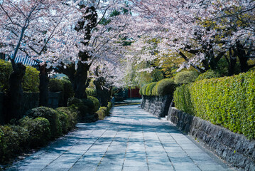 Cherry blossom view in Japan