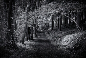 Infrared woodland at tehidy Cornwall UK black ands white 
