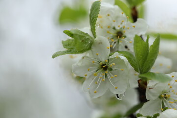 white spring cherry blossom close-up. spring garden