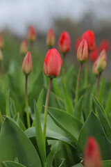 field of multicolored tulips, pattern of spring flowers