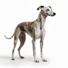 Obraz na płótnie Canvas Whippet breed dog isolated on white background