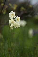 A bunch of white daffodils on green background with copy space