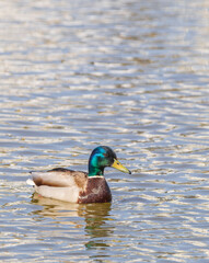 Mallard duck in th water